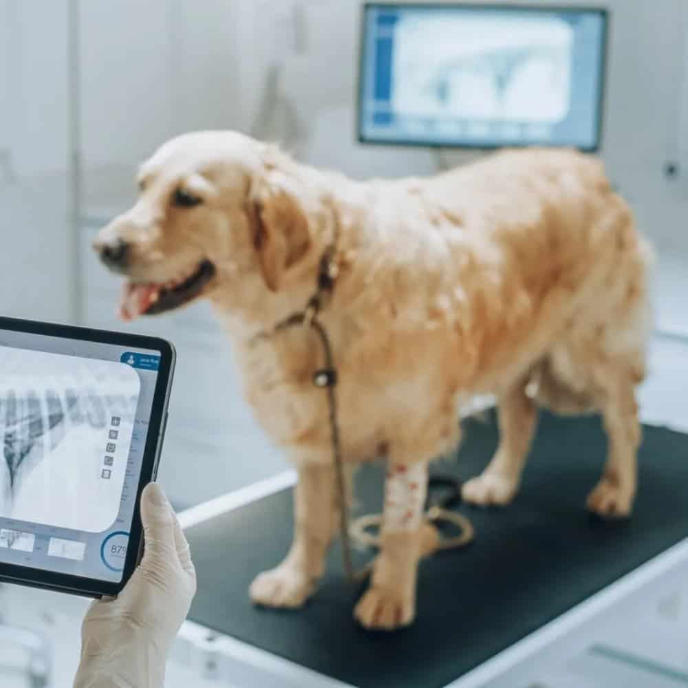 Vet Clinic Insurance Texas