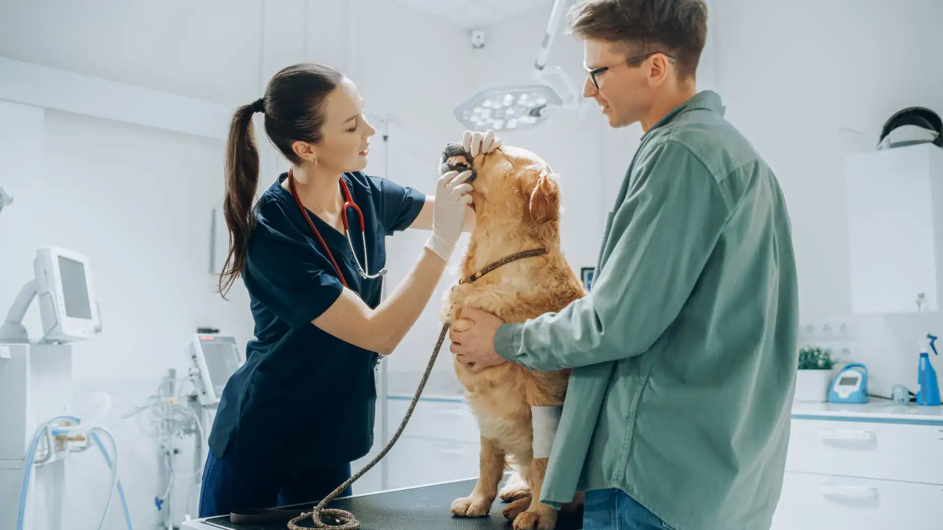 Vet Clinic Insurance Texas