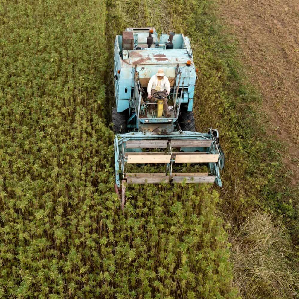 Hemp Crop Insurance Texas