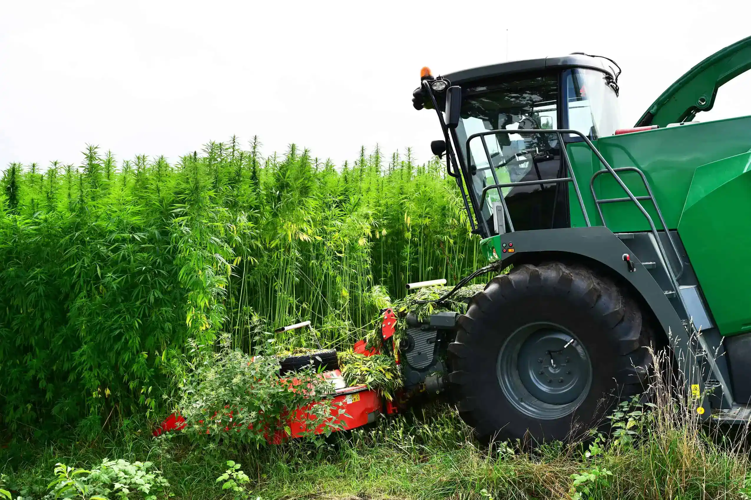 Hemp Crop Insurance Texas