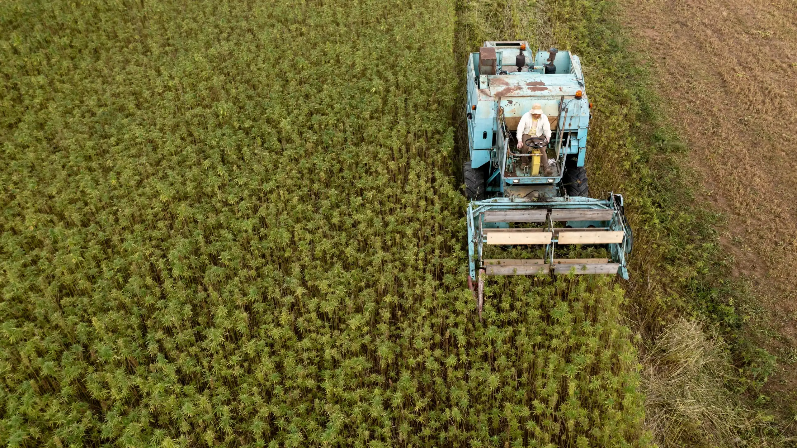 Hemp Crop Insurance Texas