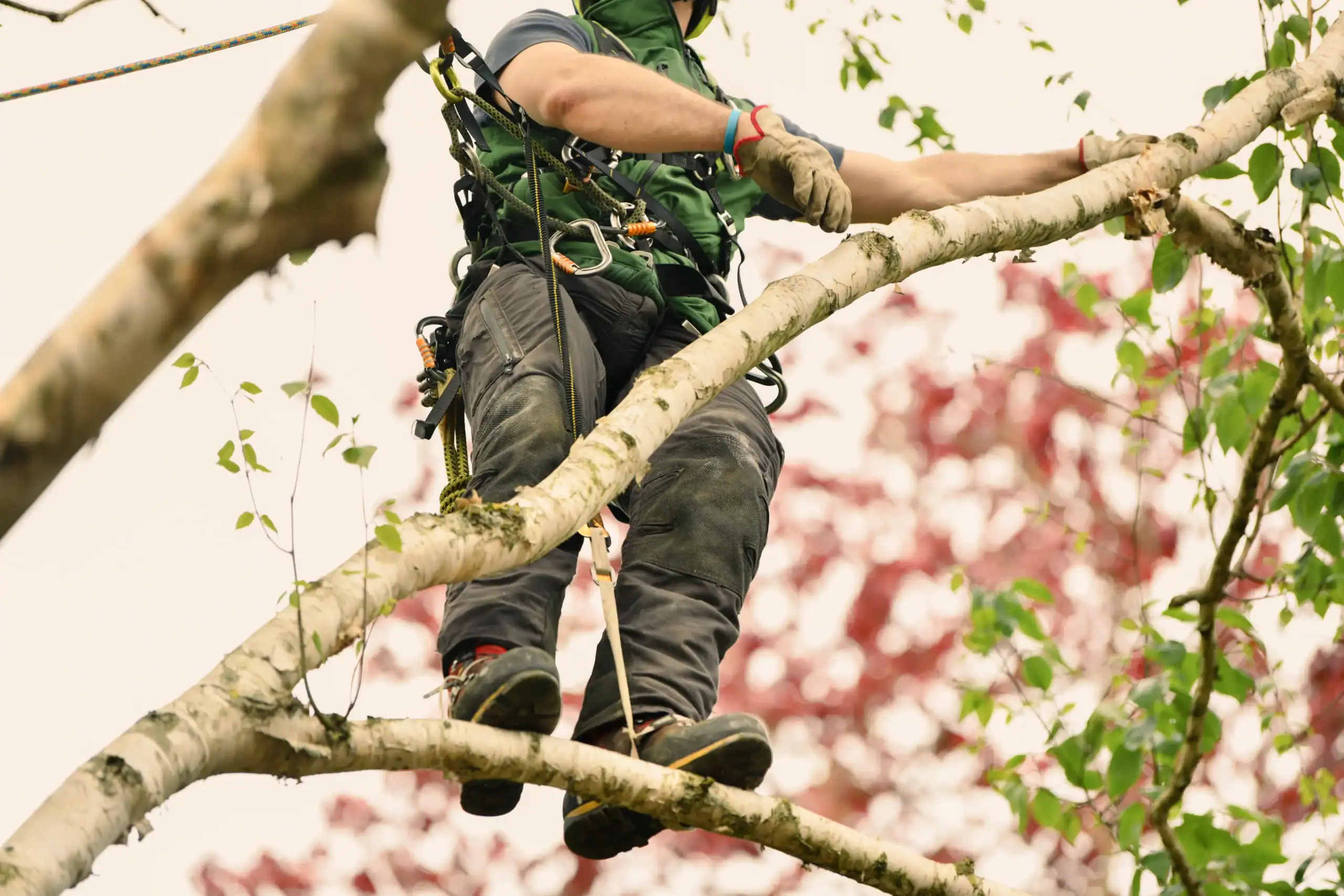 Arborist Insurance Texas